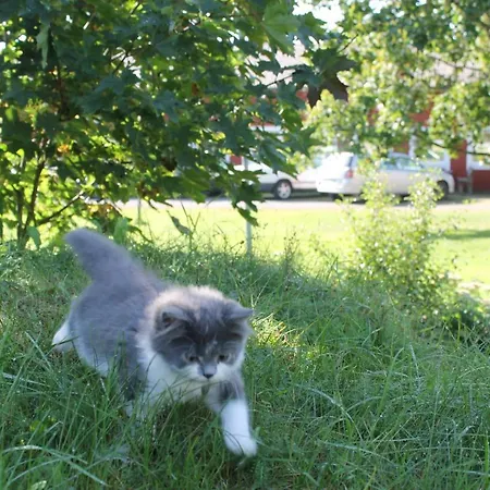 Paijan Maatilamajoitus Farm stay *